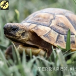 Terrarium dla żółwia lądowego